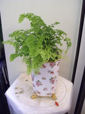 「Ｖｅｎｕｓ’ｓ　Ｈａｉｒ　　ヴィーナス　ヘア」　さて、何の植物でしょう？　　｜「ニュー花矢」　（東京都新宿区の花キューピット加盟店 花屋）のブログ