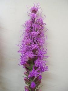 「鐘馗」　って何の植物のことでしょう。｜「ニュー花矢」　（東京都新宿区の花キューピット加盟店 花屋）のブログ