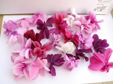 シクラメンの花｜「ニュー花矢」　（東京都新宿区の花キューピット加盟店 花屋）のブログ