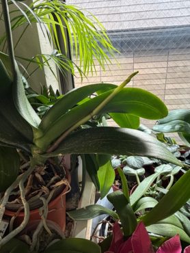 胡蝶蘭の成育が早いね〜｜「ニュー花矢」　（東京都新宿区の花キューピット加盟店 花屋）のブログ