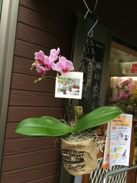 「ニュー花矢」　（東京都新宿区）の花屋店舗写真4